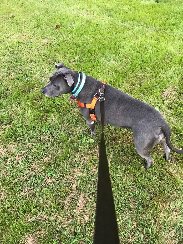 A dog walking