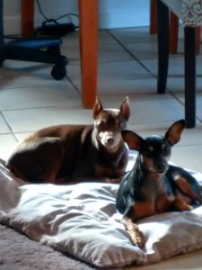 Picture of our dogs Alex and Buddy together on a pet bed.