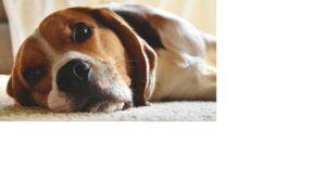Image of a beagle dog lying down