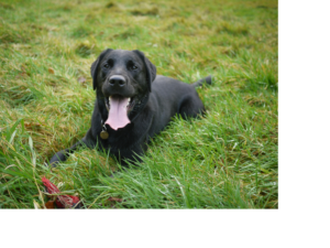 Image of a black Labrador Retriever
