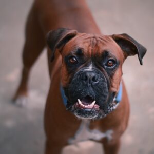 Image of aa boxer dog