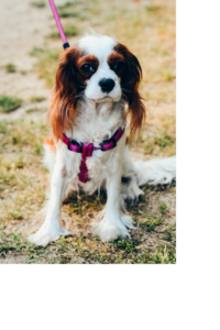 Image of a cavelier king charles dog on a leash