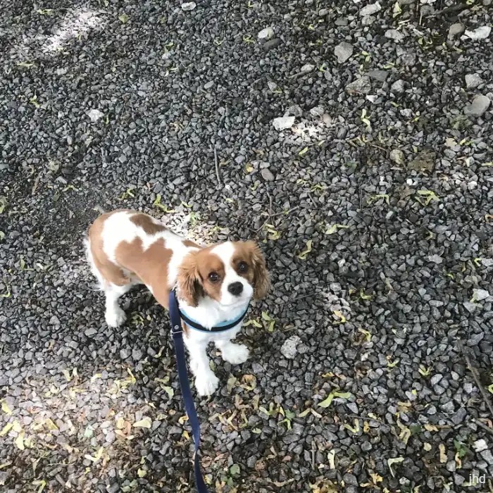 Small dog standing on gravel during a drop-in visit