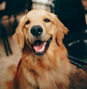 Image of a Golden Retriever