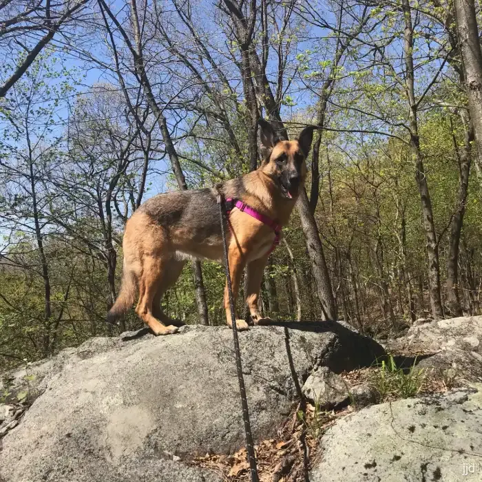 Picture of our German Shephard Dog on a hill.